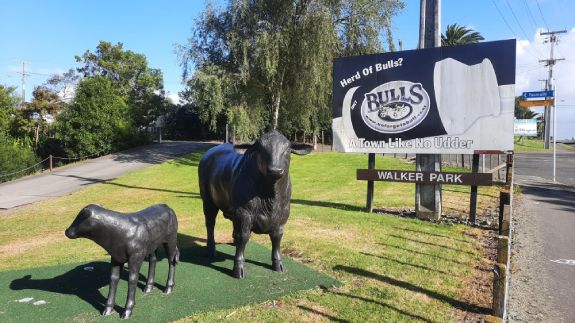 Bulls - a town like no udder